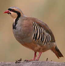 The Chukar Partridge
