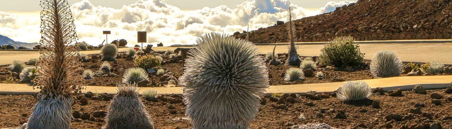 Native Plants & Animals Haleakala | Valley Isle Excursions