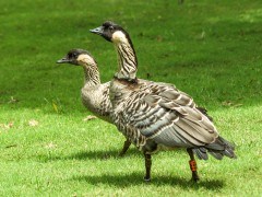 a bird standing on top of a grass covered field