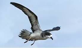 a bird flying in the air