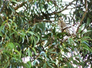 a bird sitting on top of a tree