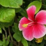 a close up of a flower
