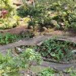 a green plant in a garden