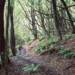 a tree in a forest