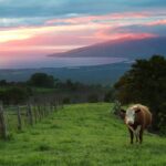 a cow grazing on a lush green field