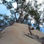 a tree with a mountain in the background