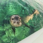 an animal swimming in the water