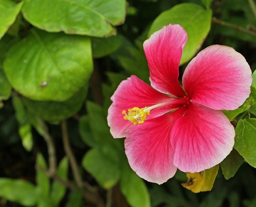 a close up of a flower
