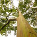 a large tree