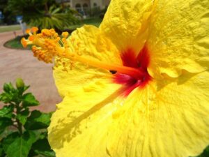 a close up of a flower