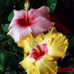 a close up of a flower