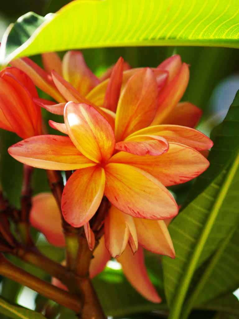 a pink flower with green leaves