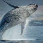 an animal jumping in a body of water