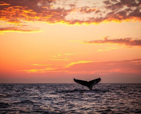 Maui Travel Guide – Hawaiʻi in November