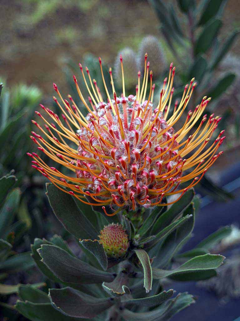 a close up of a plant