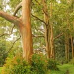 a large tree in a forest
