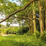 a large tree