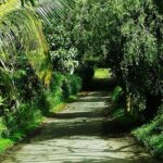 a path with trees on the side of a river