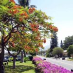 a large tree in a park