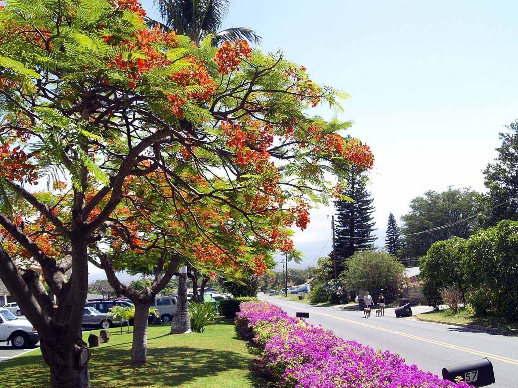 What To Expect in Maui During March, April & May