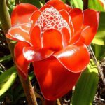 a close up of a flower