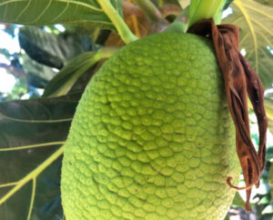 a close up of a green plant