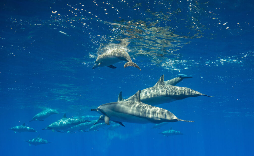 Spinner dolphins in Hawaii