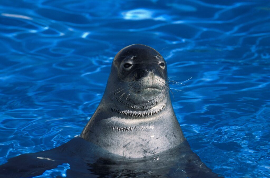 HAWAIIAN MONK SEAL SWIMMING IN BLUE WATER
