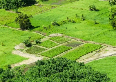 Keanae-Taro-Farm-Fields-Loi-tour-maui