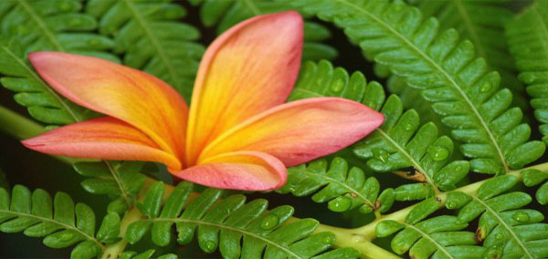 Flowers in Hawai’i – Maui’s Amazing Diversity