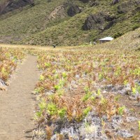 kapaloa-cabin-area-tour-maui-img