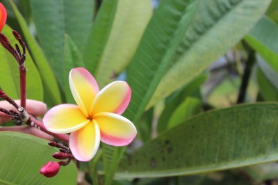 some-nice-floral-stuff