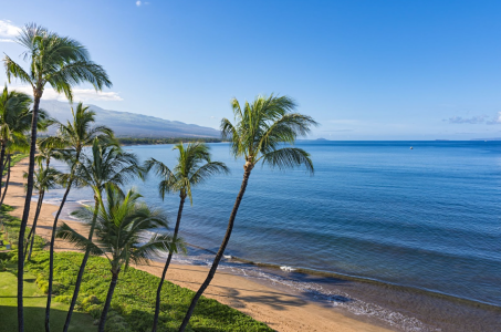 a beach with a palm tree on the coast of Hawaii